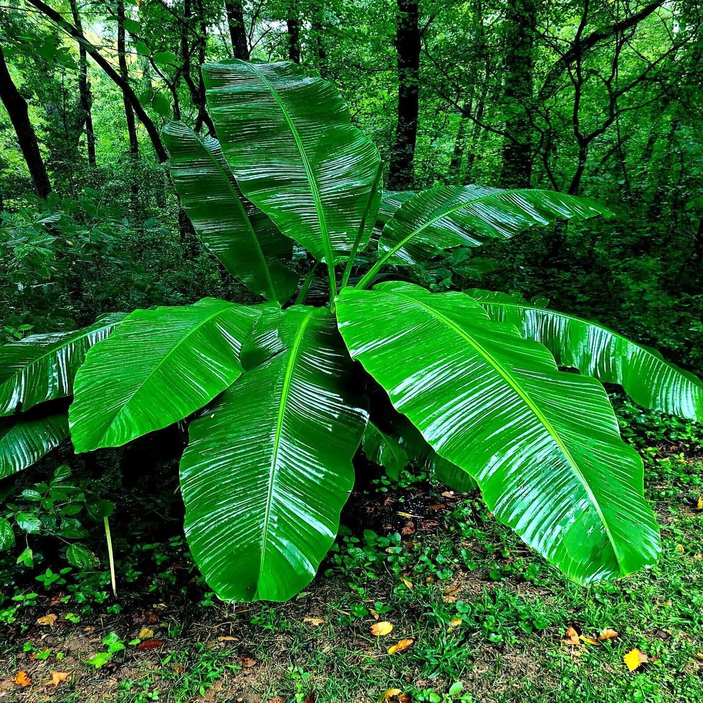 Dwarf Cavendish Banana Tree Seeds - 10 Pack | Musa acuminata Tropical Fruit Plant