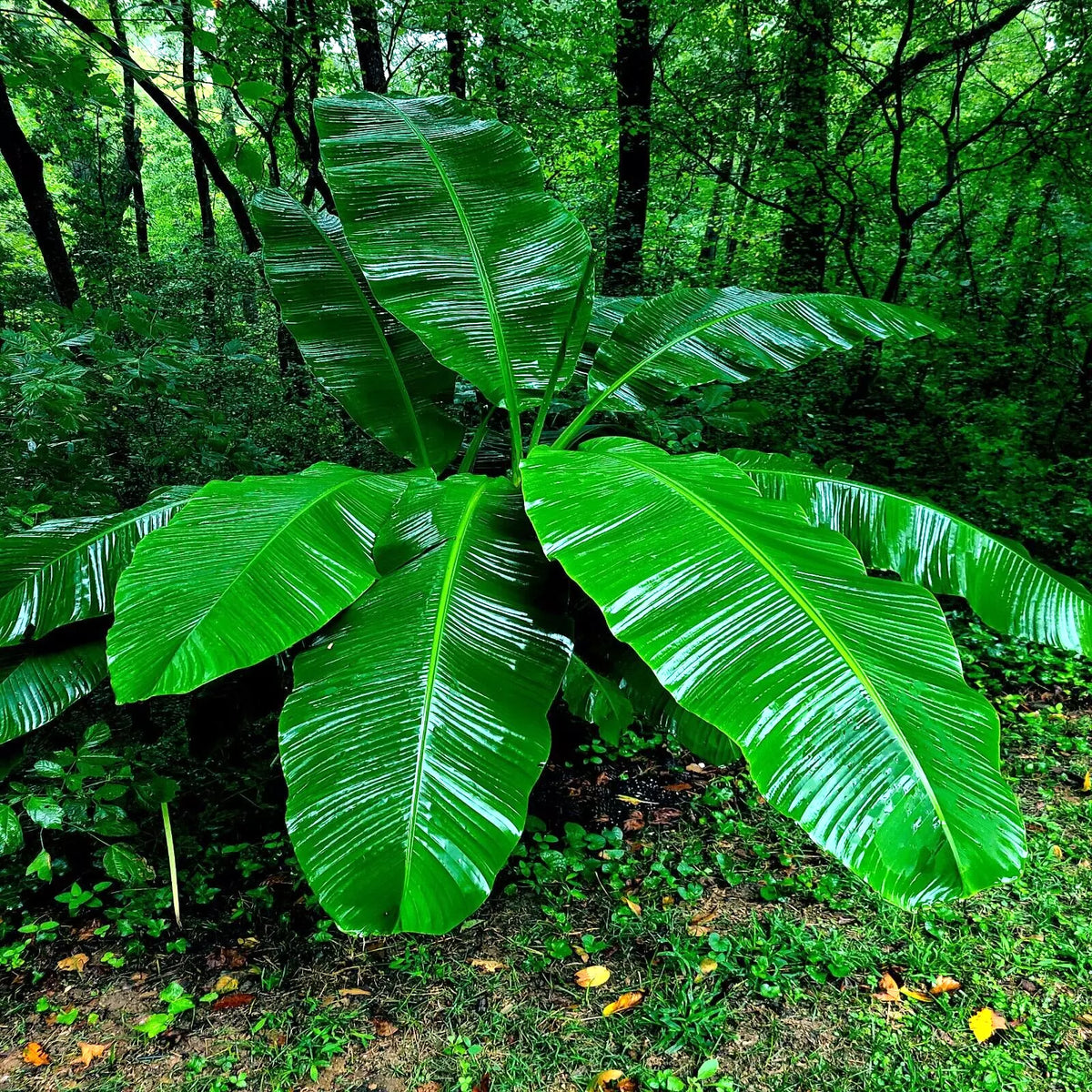 Dwarf Cavendish Banana Tree Seeds - Musa acuminata - Compact Tropical Fruit Plant - 10 Pack