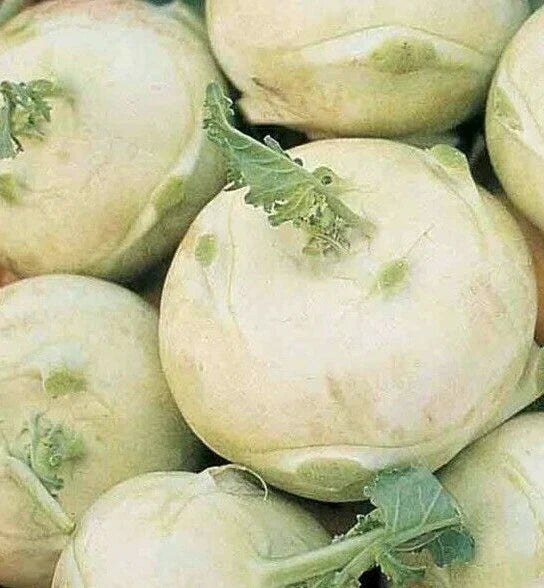 Kohlrabi Seeds White Vienna - 300+ Healthy Garden Vegetable Seeds Brassica oleracea