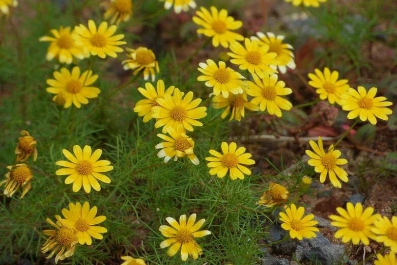 Dahlberg Daisy Seeds - 200+ Pack - Thymophylla Tenuiloba Yellow Flowering Perennial for Garden Planting