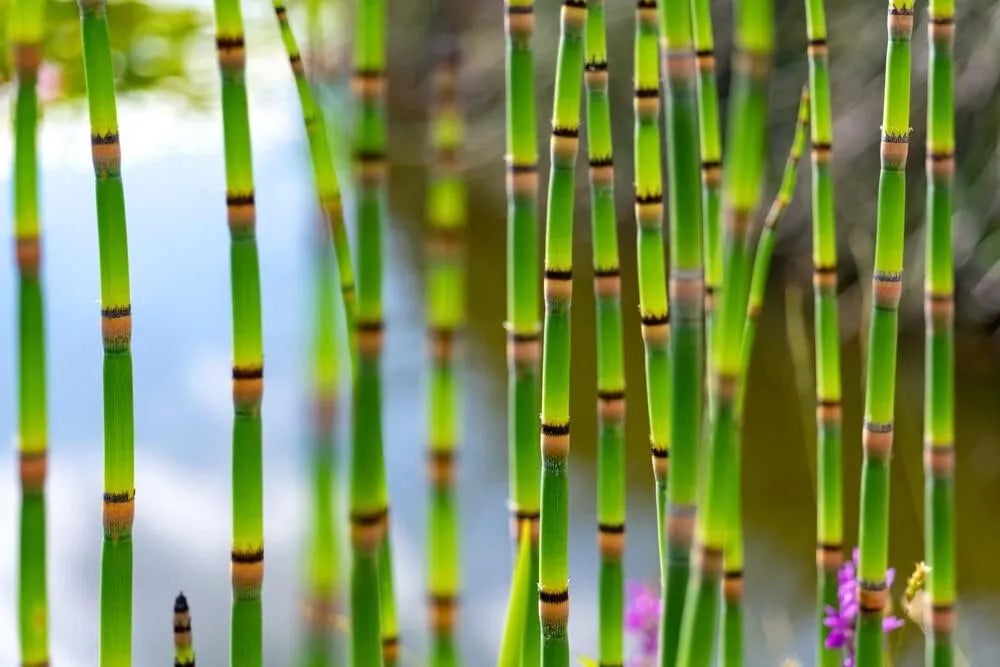 Horsetail Plant Cuttings - Equisetum for Koi Pond, Aquatic Water Garden, Hardy Perennial, Wet Conditions