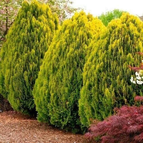 Golden Oriental Arborvitae Tree Seeds - Platycladus orientalis - Landscaping, Privacy Hedge, Foliage Seeds