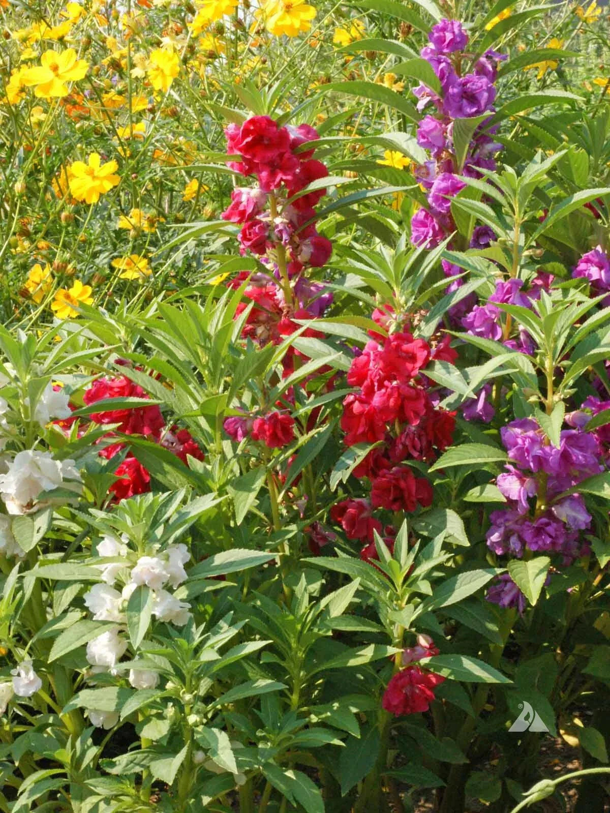 Balsam Seeds 1 Ounce - Impatiens Balsamina Flowered Mix