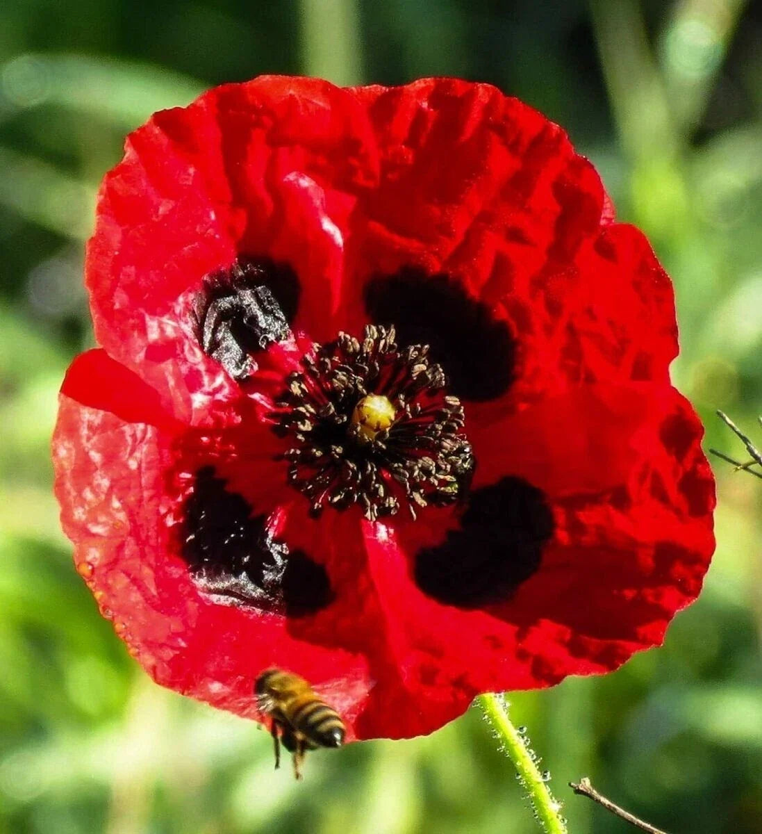 Turkish Tulip Poppy Seeds - 200+ Pack for Garden Planting - Papaver glaucum - Vibrant Blooms, Easy to Grow, Non-GMO