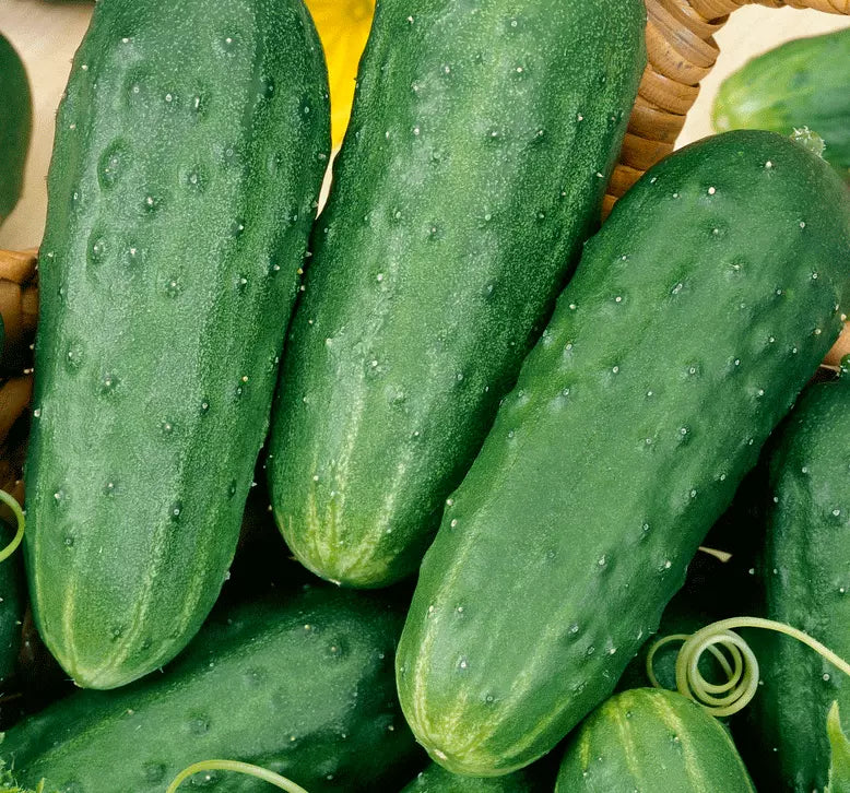 Cucumber Seeds for Pickling - 50+ Seeds - Cucumis sativus - Vegetable Garden