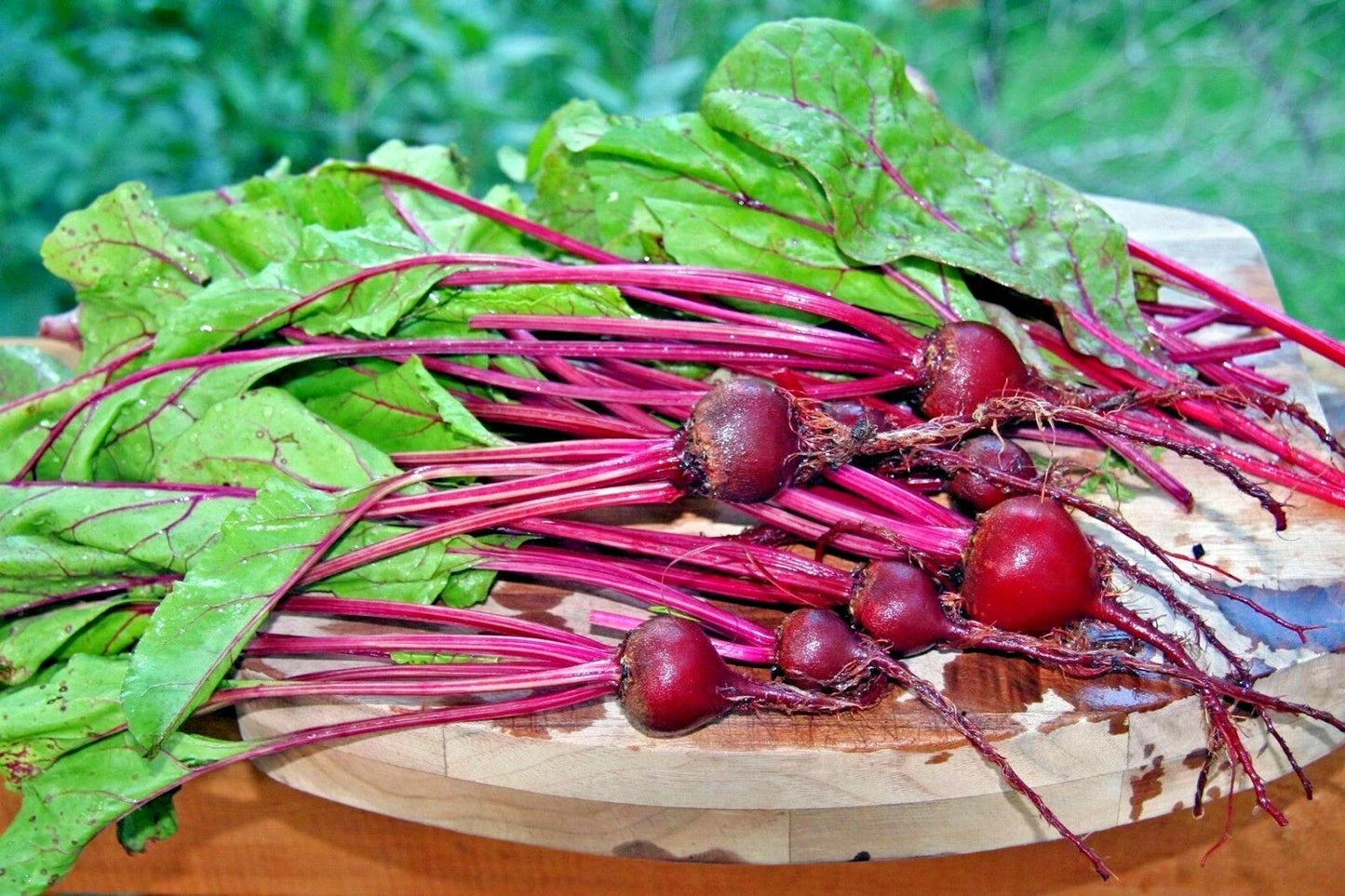 Early Wonder Beet Seeds – Heirloom Beta vulgaris Vegetable for Garden & Containers, 100+ Non-GMO Seeds