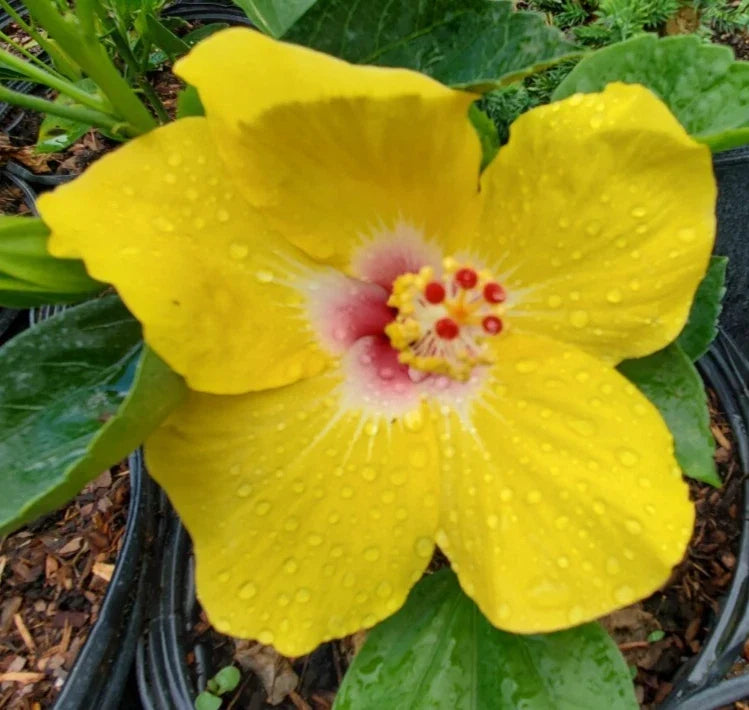 Hawaiian Yellow Hibiscus Live Plant - Starter Bare Root - Hibiscus brackenridgei - Tropical Multicolor Blooms