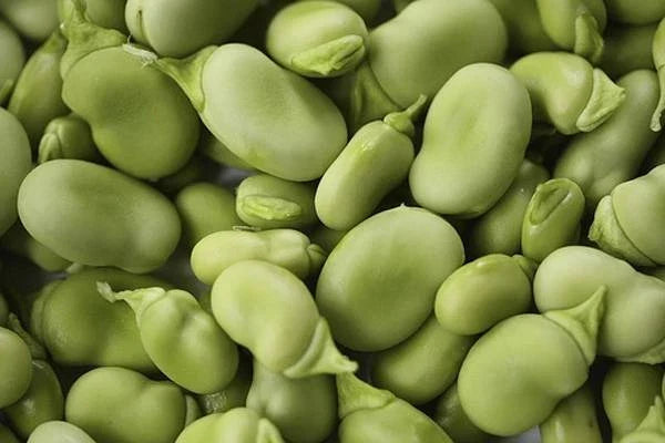 Heirloom Bean Seed Collection – 6 Varieties Organic Phaseolus vulgaris for Home Gardening, Vegetable Seeds
