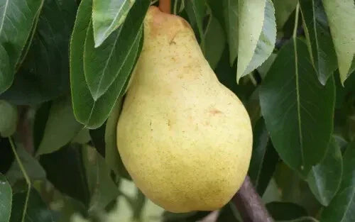 Bartlett Pear Seeds - 25+ Pyrus communis Seeds for Garden Planting - USA Origin