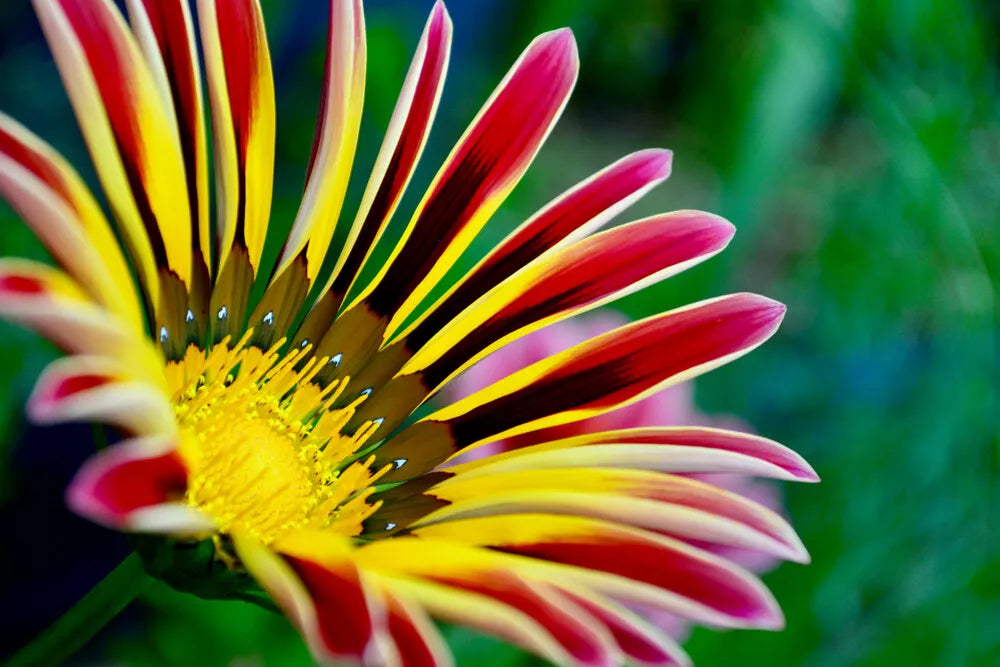 Gazania Seeds - 100 Pack for Planting - Exotic Gazania rigens Flowers - Drought-Tolerant Sun-Loving Perennial