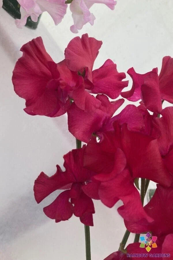 Millennium Sweet Pea Seeds - 50+ Pack, Climbing Annual, Fragrant Flowers, Lathyrus odoratus, Garden Planting, USA Grown