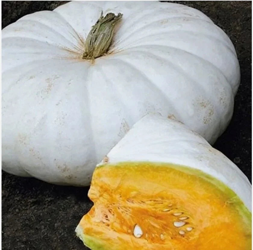 White Flat Boer Ford Stacker Pumpkin Seeds – Organic Heirloom Cucurbita pepo, Flat White Pumpkin Seeds for Gardening & Culinary