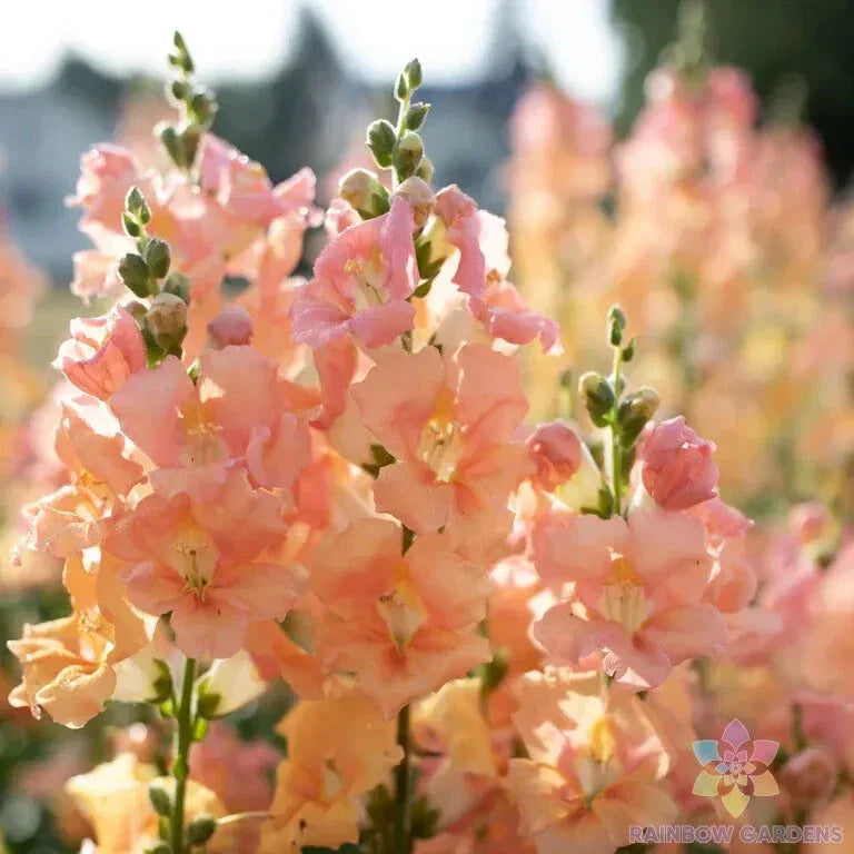 Chantilly Light Salmon Snapdragon Seeds - 1000+ Antirrhinum majus Seeds - USA Shipping
