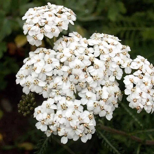 White Yarrow Seeds, Achillea millefolium, Non-GMO, Perennial, White Flowers, Full Sun, Drought-Tolerant, 500-10,000 Seeds