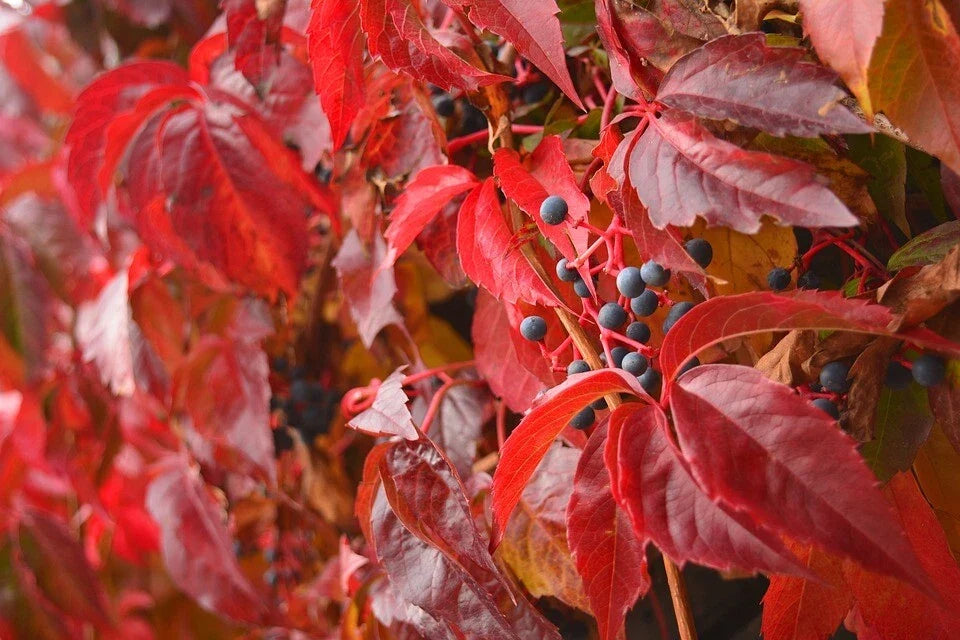 Virginia Creeper Seeds 20 Pack Parthenocissus quinquefolia Fast-Growing Climbing Vine for Gardens & Trellises