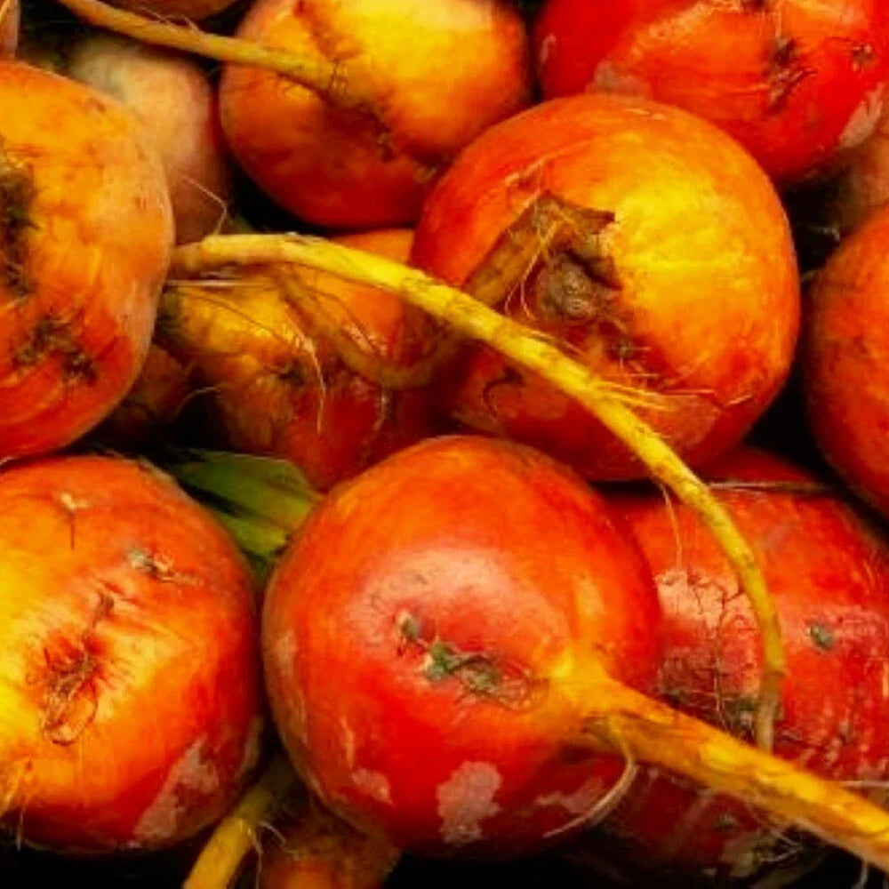 Golden Detroit Beet Seeds | NON-GMO Heirloom Beta vulgaris | Fresh Garden Seeds