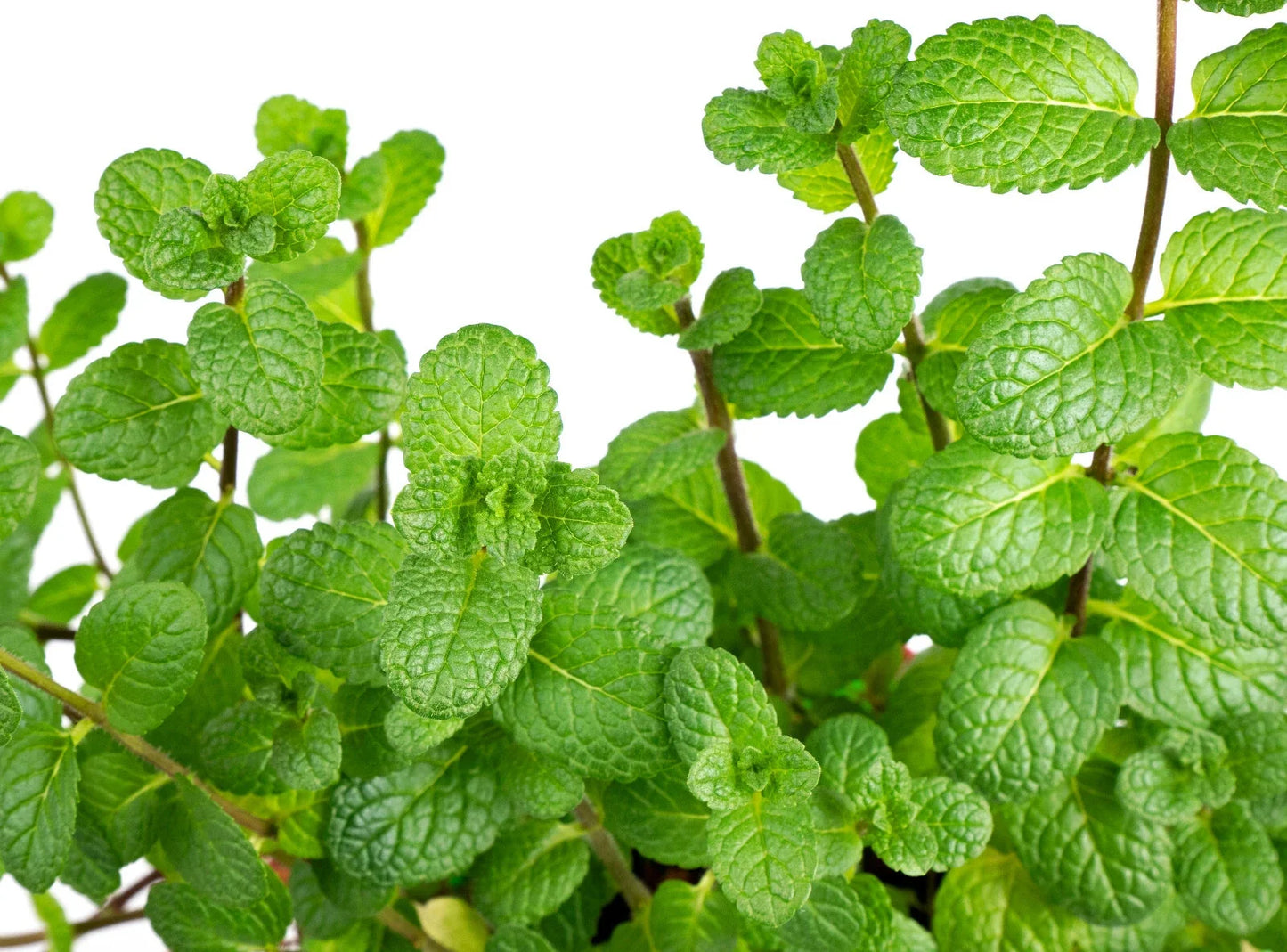 Peppermint Seeds - 400 Count Non-GMO Heirloom Mentha piperita for Culinary, Herbal Remedies & Garden Use