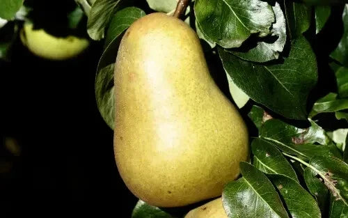 Beurre Hardy Pear Seeds - 25+ Pack, Pyrus communis, Fruit Tree Seeds for Garden Planting, Deciduous Tree, Edible Pears