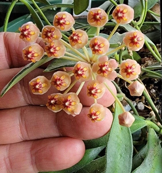 Hoya aff. burtoniae Unrooted Cutting - Rare Wax Vine with Star-Shaped Flowers
