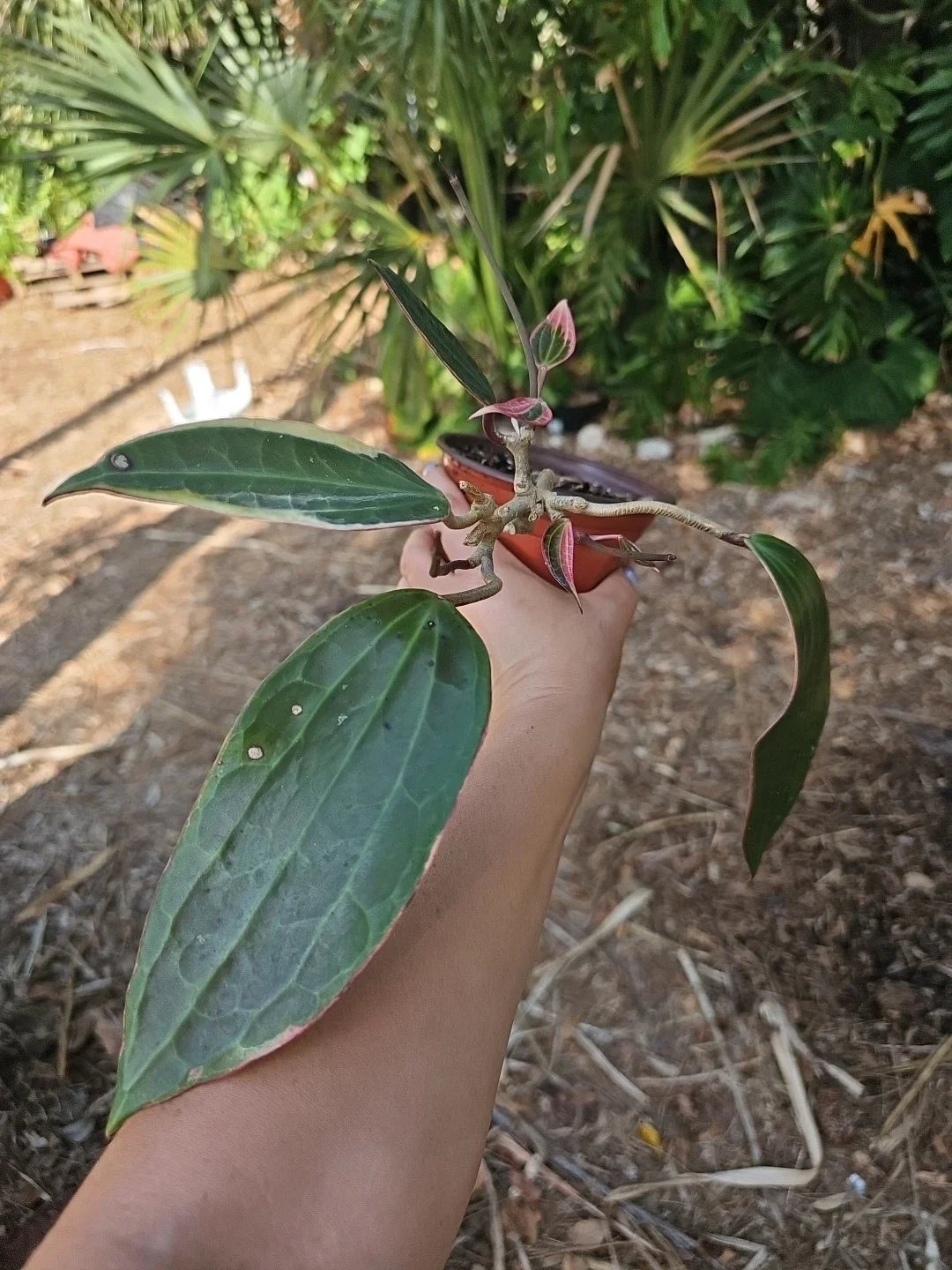 Hoya Macrophylla Variegated Indoor Houseplant in 5" Pot, Tropical Foliage, Easy Care Succulent, Unique Green and Cream Leaves