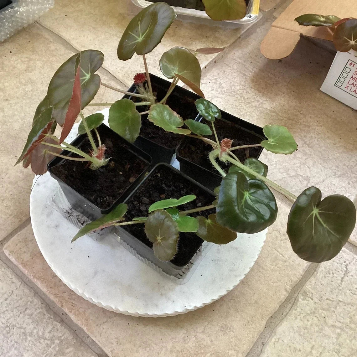 Beefsteak Begonia Starter Plant – Well Rooted Begonia Erythrophylla Indoor Houseplant, Easy Care, Pet Safe