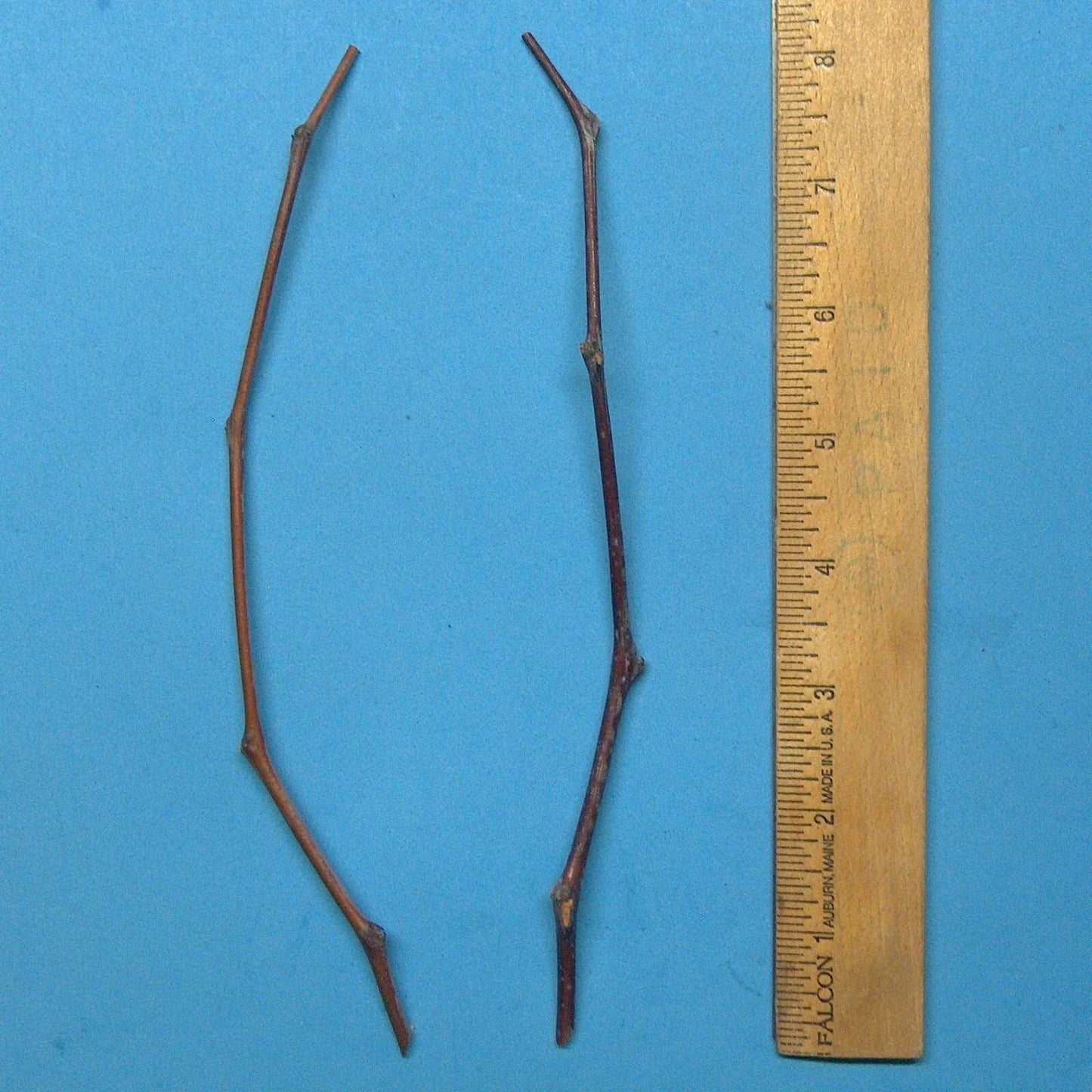 Jujube Tree Cutting 8-Inch Grafting Scion Ziziphus jujuba for Propagation