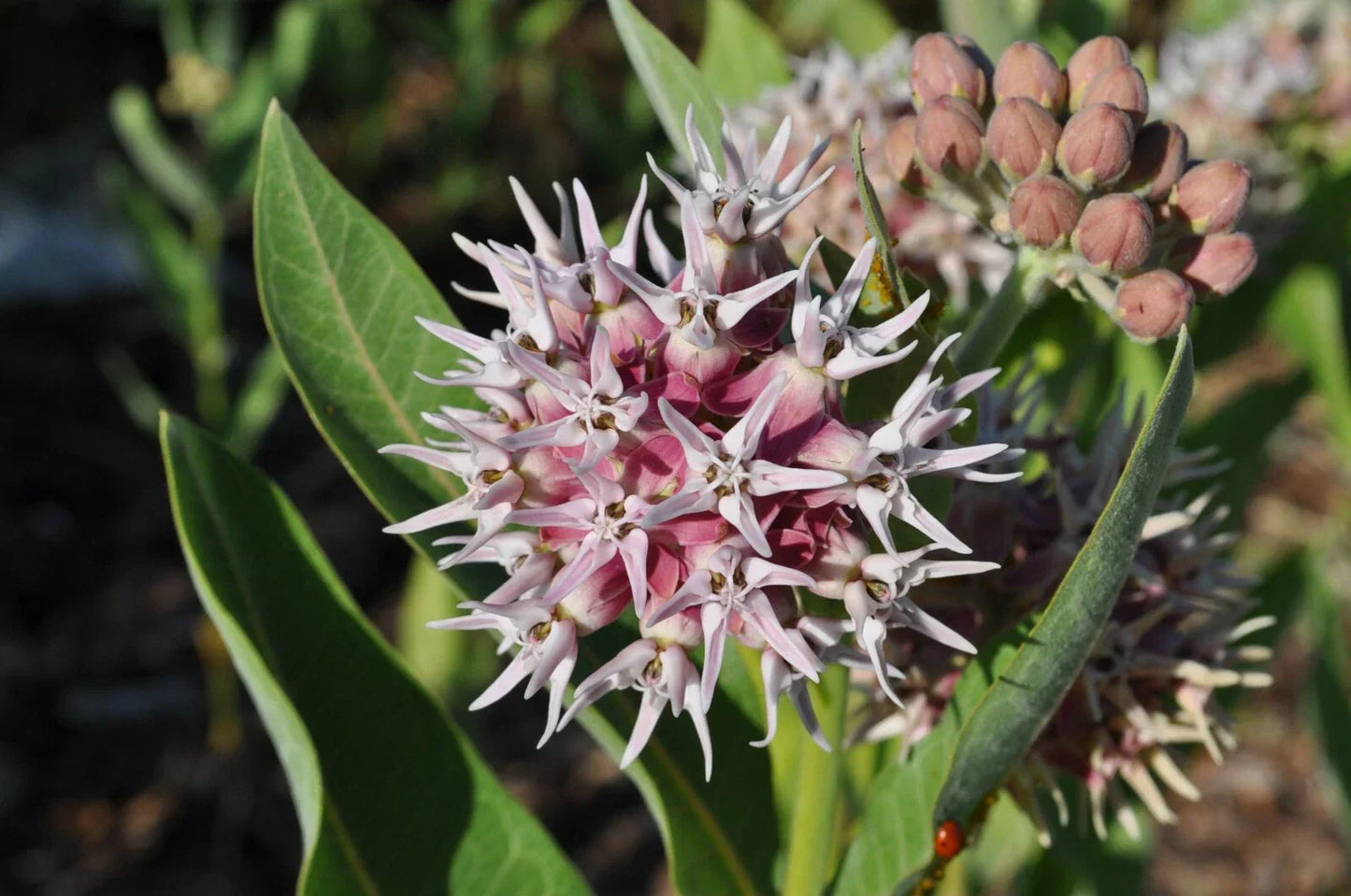 Showy Milkweed Seeds - Asclepias speciosa - Native Pollinator Perennial Wildflower