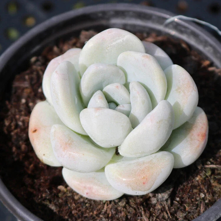 Live Echeveria Ice Green Succulent Plant in 2'' Pot, Rosette, Indoor & Outdoor, Rare, Low Maintenance, Echeveria elegans