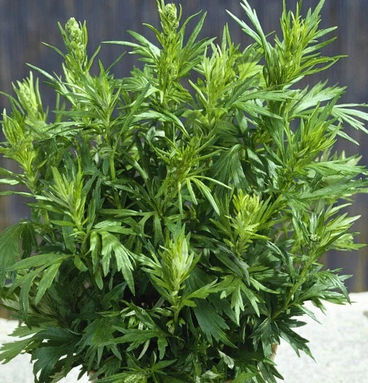 Mugwort Seeds, Perennial Herb, Artemisia vulgaris, Culinary & Medicinal Use, 500+ Seeds, USA Grown