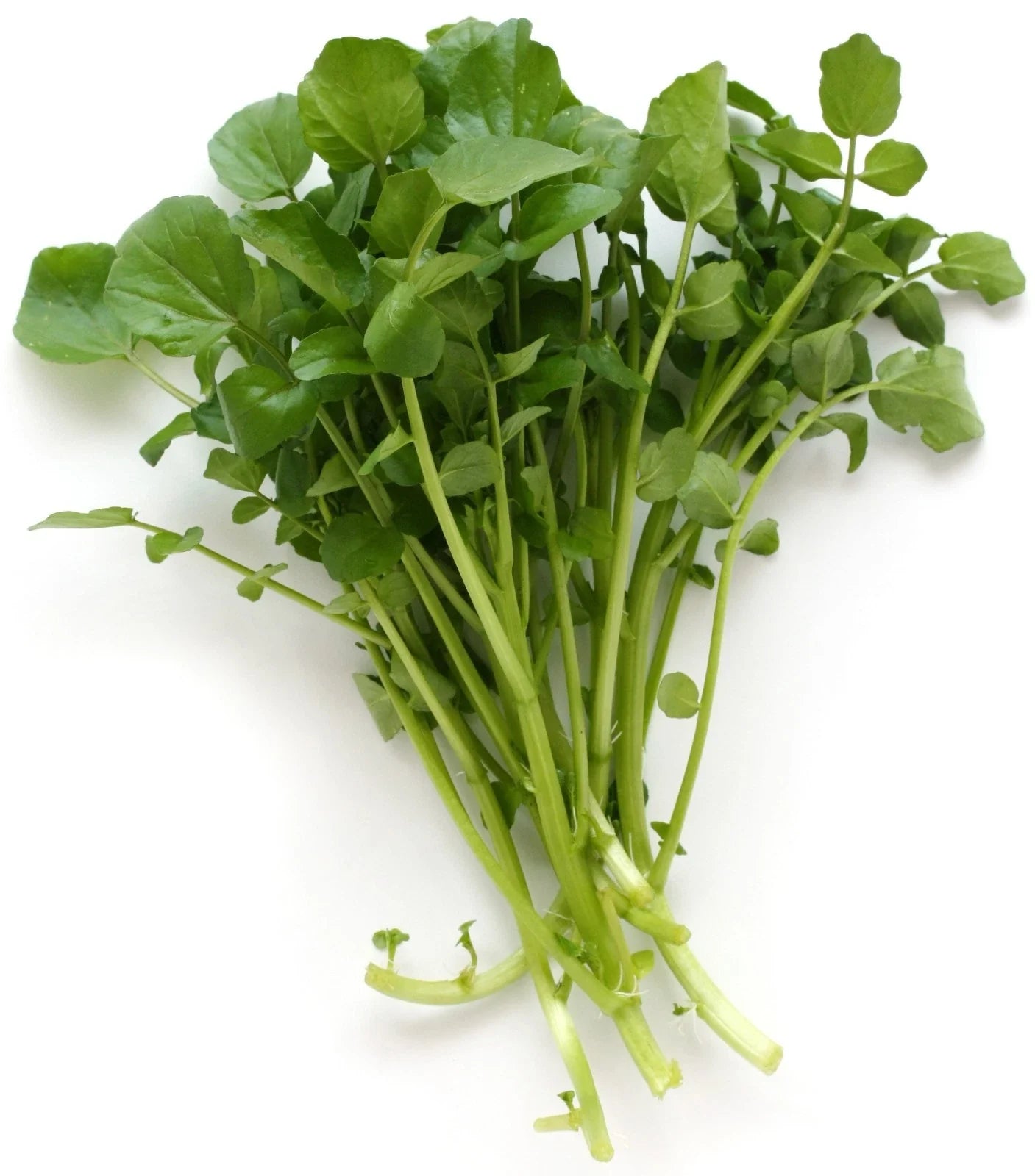 Upland Cress Seeds 100 Pack - Peppery Flavor Lepidium sativum for Salads & Garnishes