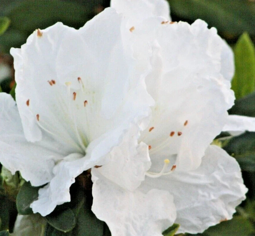 Rhododendron Azalea Snow White Live Flower Plant Bush Shrub - Rhododendron indica, 6-inch size