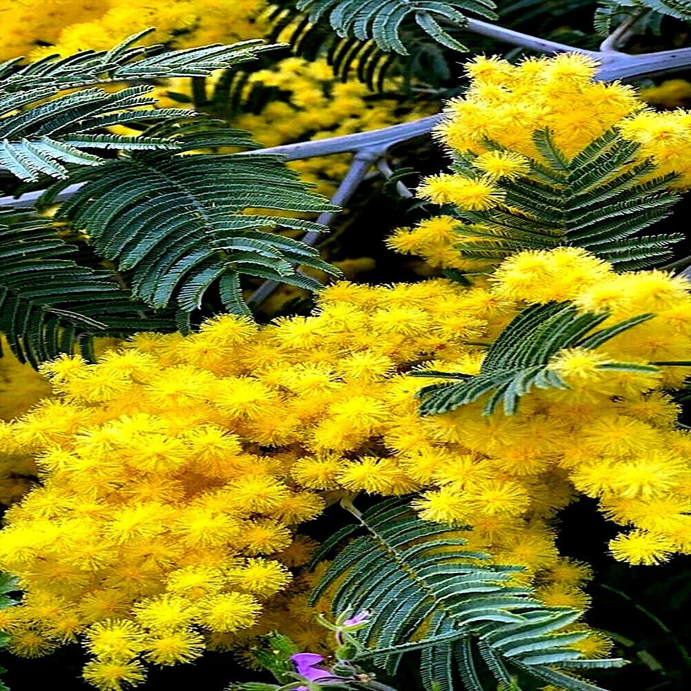 Golden Mimosa Tree Seeds - 20 Pack - Acacia baileyana - Fast Growing Yellow Wattle