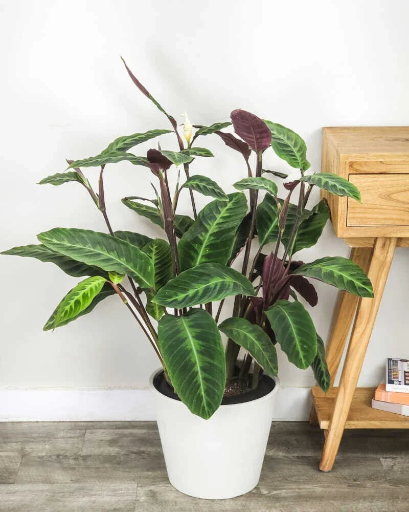 Jungle Velvet Calathea Seeds - 25+ Premium Calathea warscewiczii Seeds USA