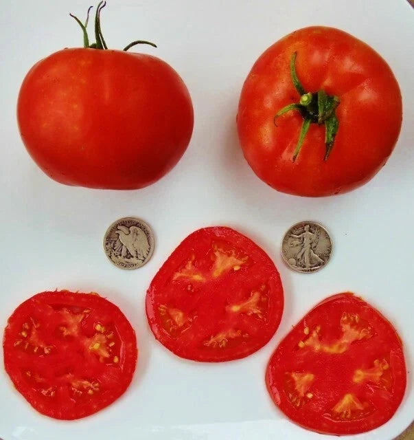 Delicious World Record Holder Tomato Seeds – 40 Fresh Solanum lycopersicum for Gardening & Growing