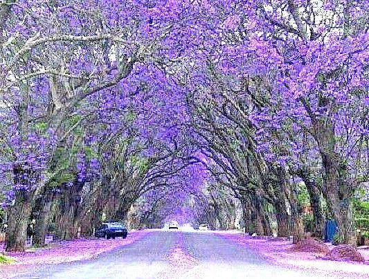 Purple Jacaranda Seeds - Jacaranda mimosifolia Flowering Tree, Vibrant Purple Blooms, Fast Growing, Garden Plant, 40 Pack
