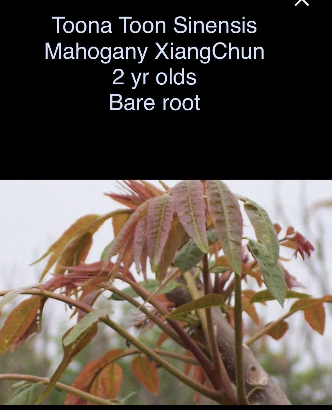 Toona Sinensis Mahogany XiangChun Bare Root Plant - 2 Year Old, 1-2 ft Tall Fast Growing Tree