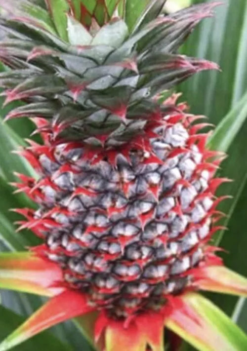 Florida Special Pineapple Plant - Live Starter Plant - Ananas Comosus - Tropical Edible Fruit Plant for Home Gardens and Containers