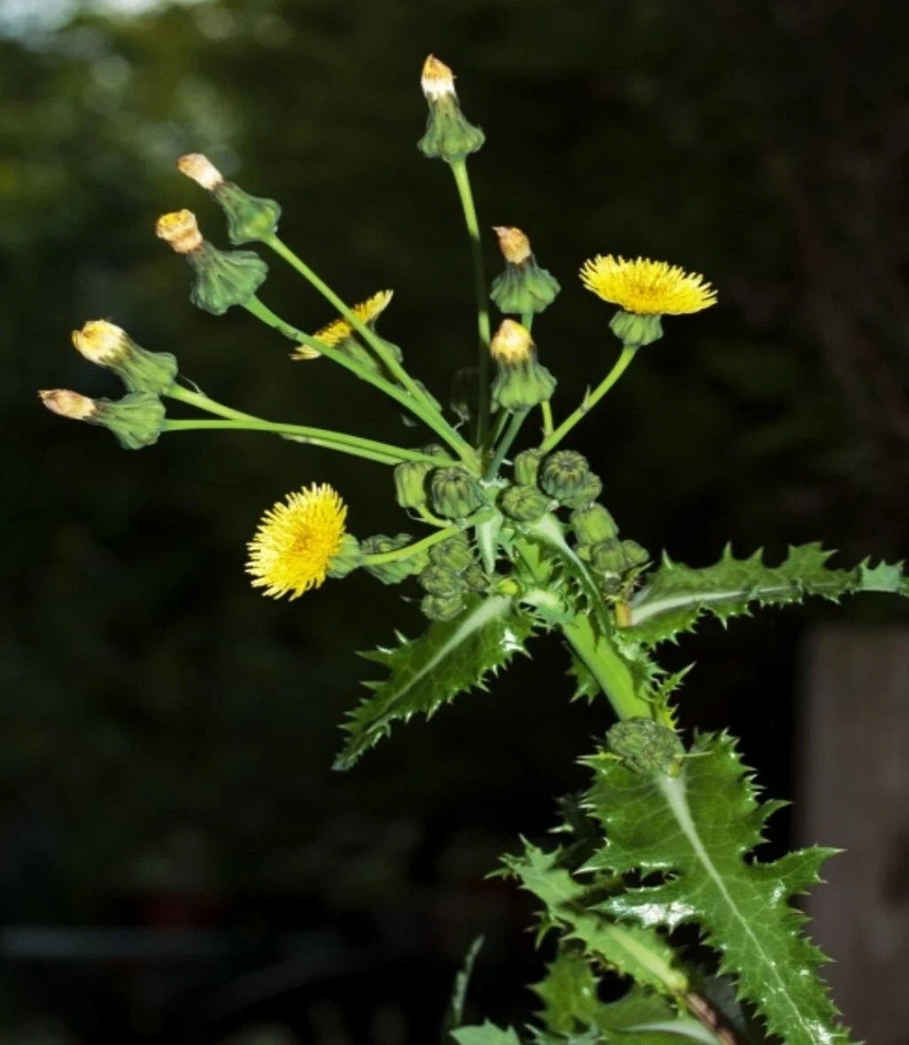 Prickly Sow-Thistle Seeds - Organic Heirloom, Medicinal Herb, Sonchus asper, 75 Seeds for Herbal Remedies & Garden