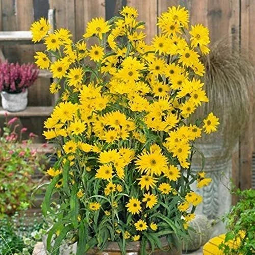 Giant Maximillian Sunflower Seeds - 500+ Helianthus maximiliani for Tall, Vibrant Garden Plants
