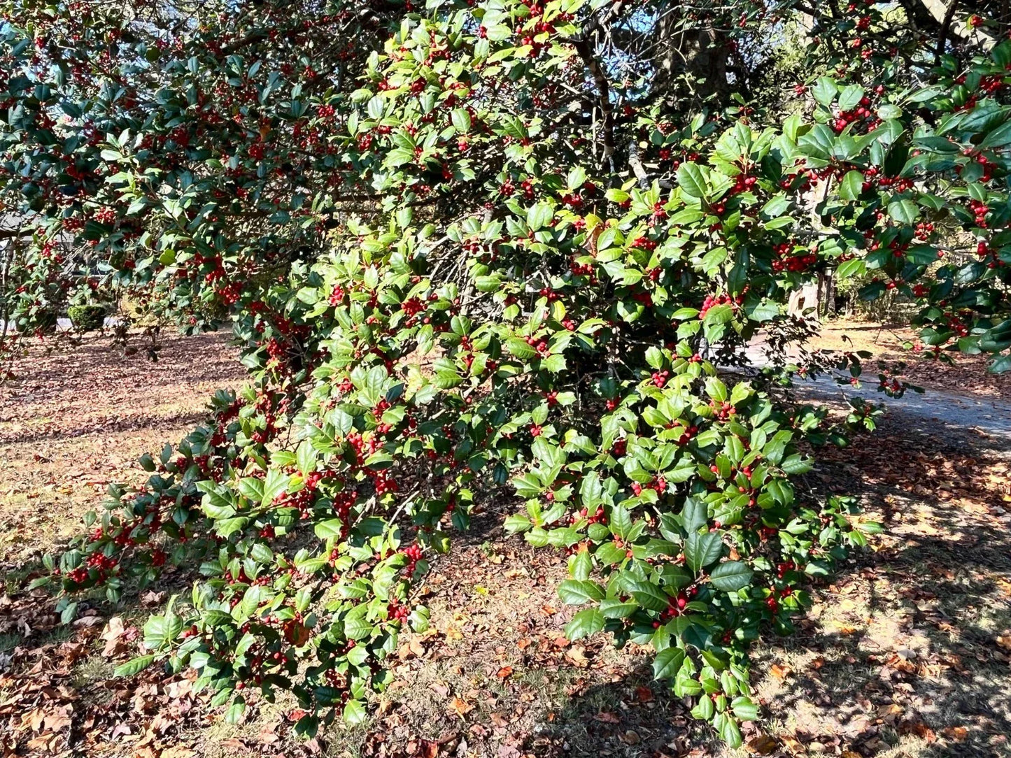 American Holly Cuttings - 12 Thin Cuttings Ilex opaca Hardy Native Screen Plant