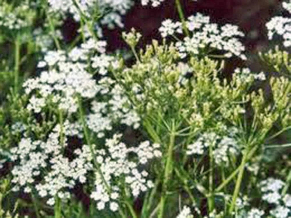 Caraway Herb Seeds – 20+ Seeds for Culinary Use, Planting & Roots – Carum carvi, Apiaceae