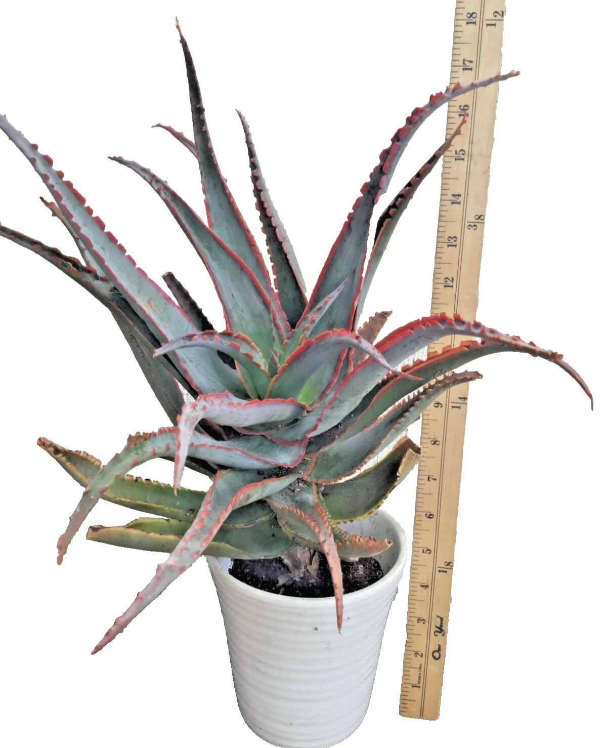 Rooted Aloe Plant 18 in Blue Sky Hybrid with Orange Teeth, Unique Succulent, Live Indoor/Outdoor Plant