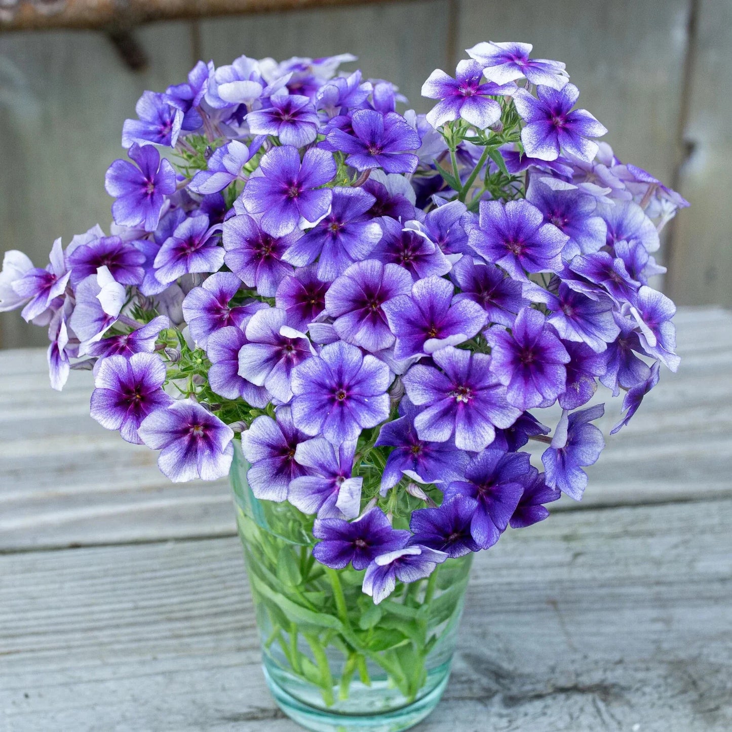 Blueberry Swirl Phlox Seeds - 100+ Perennial Flower Seeds for Garden, Borders, and Containers - Phlox paniculata