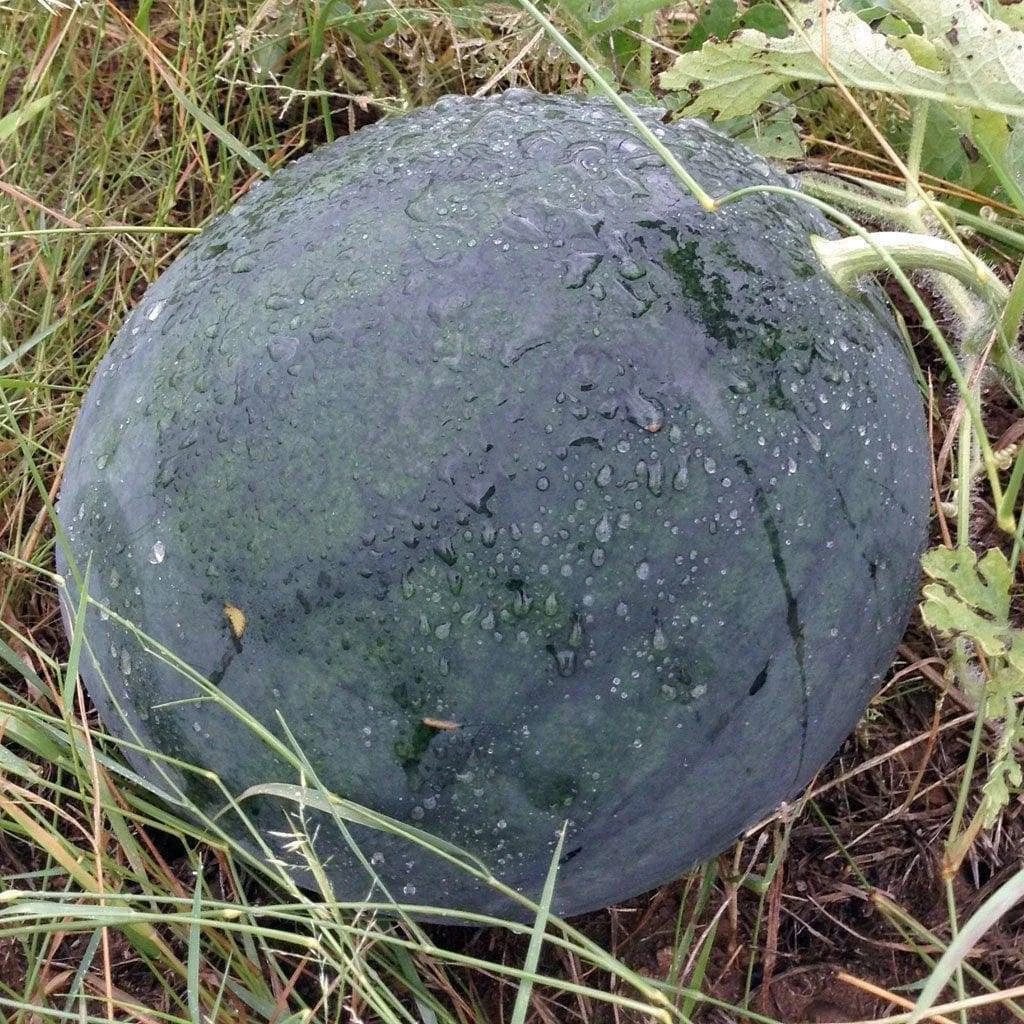 Florida Giant Watermelon Seeds - Jubilee Variety NON-GMO 35-50 lbs Citrullus lanatus