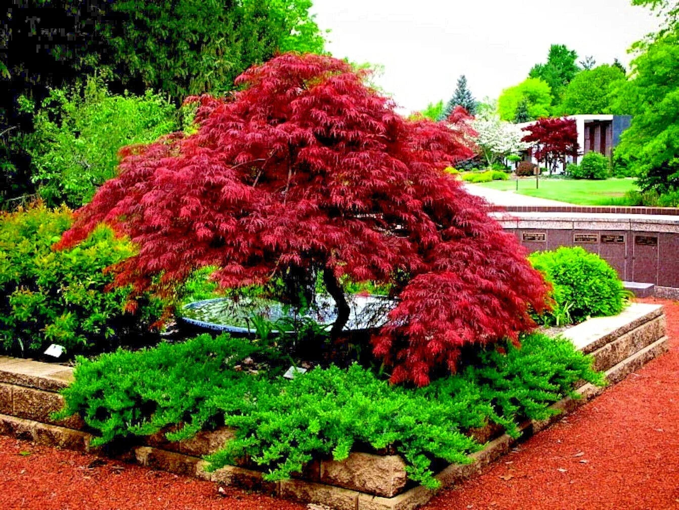 Dwarf Japanese Red Linear Leaf Maple Seeds - Acer Scolopendrifolium - Bonsai Gardening, 10 Pack