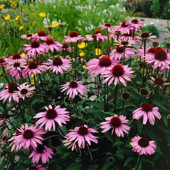 Purple Coneflower Seeds - Organic Echinacea purpurea - 200 Non-GMO Seeds for Gardens & Pollinators