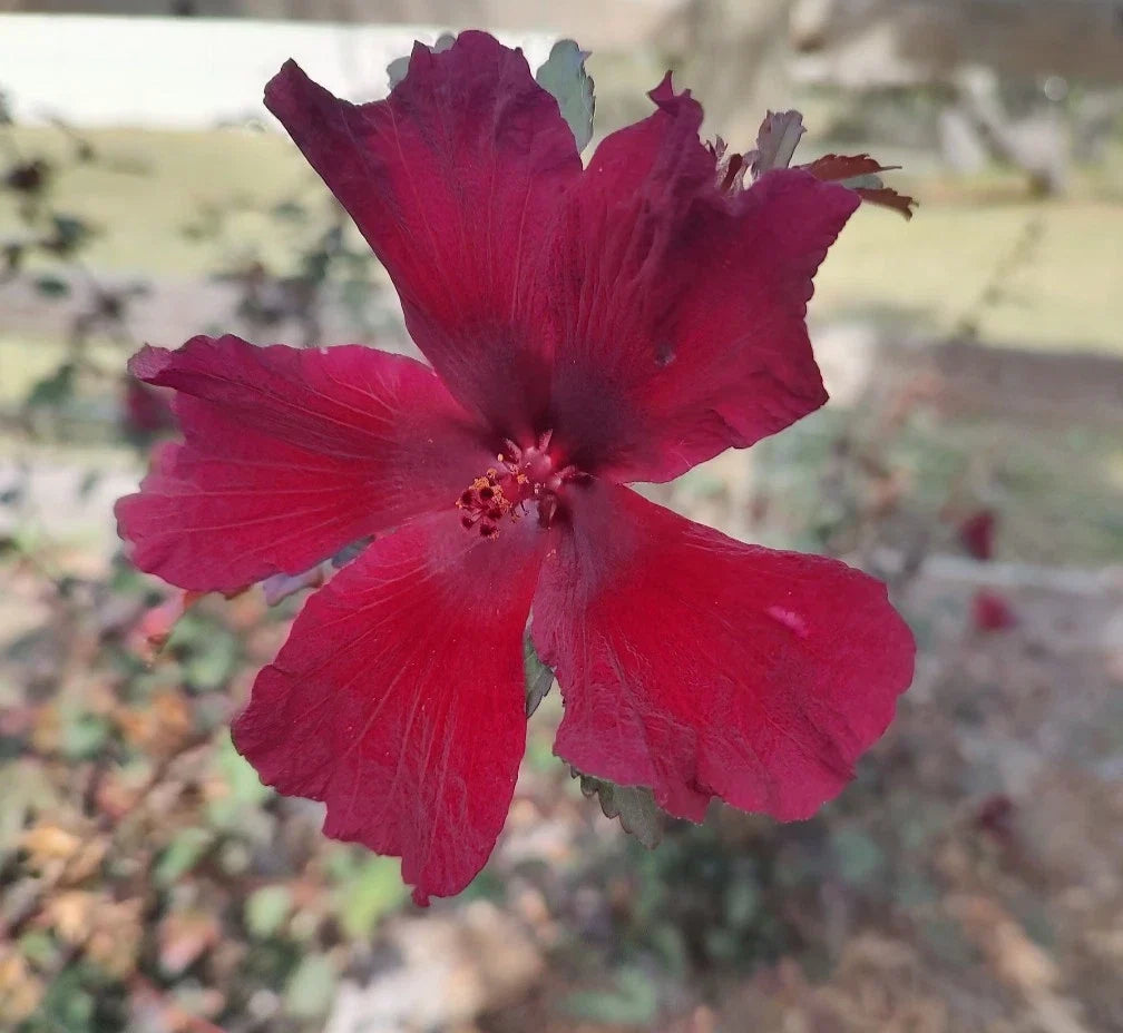 Cranberry Hibiscus Live Plant 4" Pot, Hibiscus acetosella, Red Foliage, Tropical Ornamental & Culinary Plant