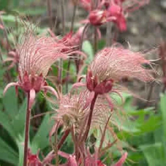 Prairie Smoke Seeds - 10 Pack - Pink Flowers - Geum triflorum - Drought Tolerant Perennial for Rock Gardens