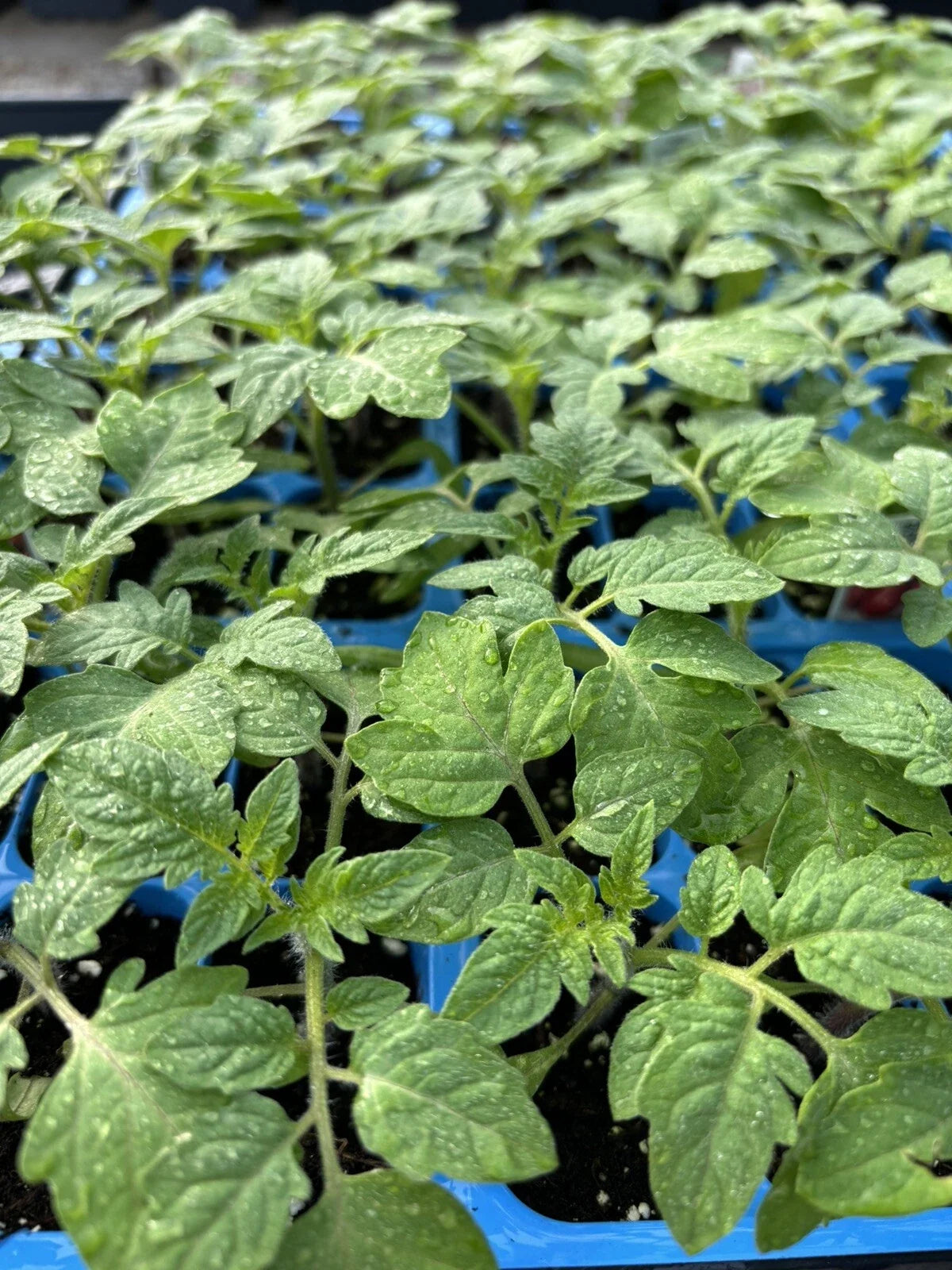 Rare Old German Tomato Live Plants - Heirloom Solanum lycopersicum, 6-10 inch, Container & Garden Bed, Lot of 2