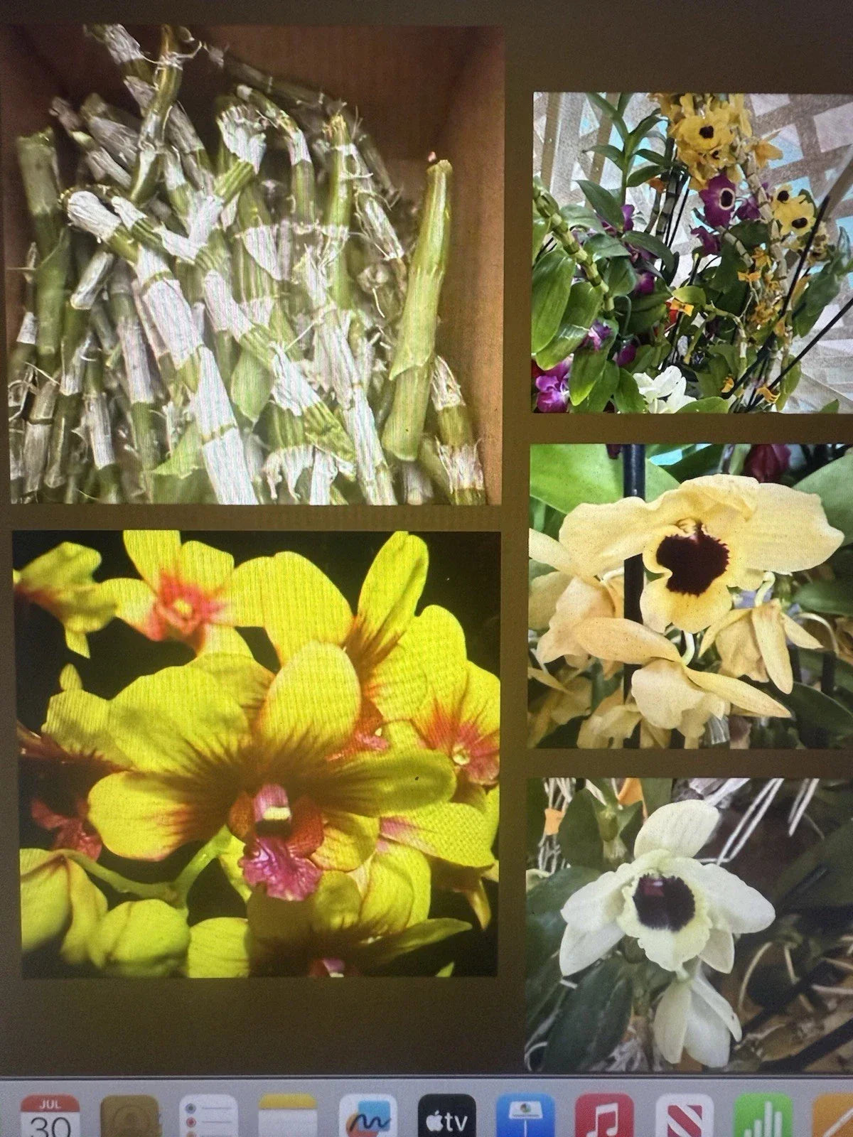 Dendrobium Orchid Plant Stems for Propagation - 100 Healthy Stems Without Roots